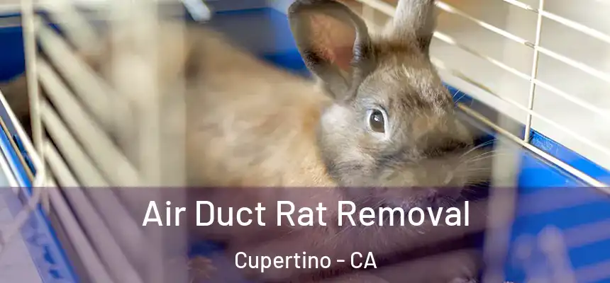 Air Duct Rat Removal Cupertino - CA