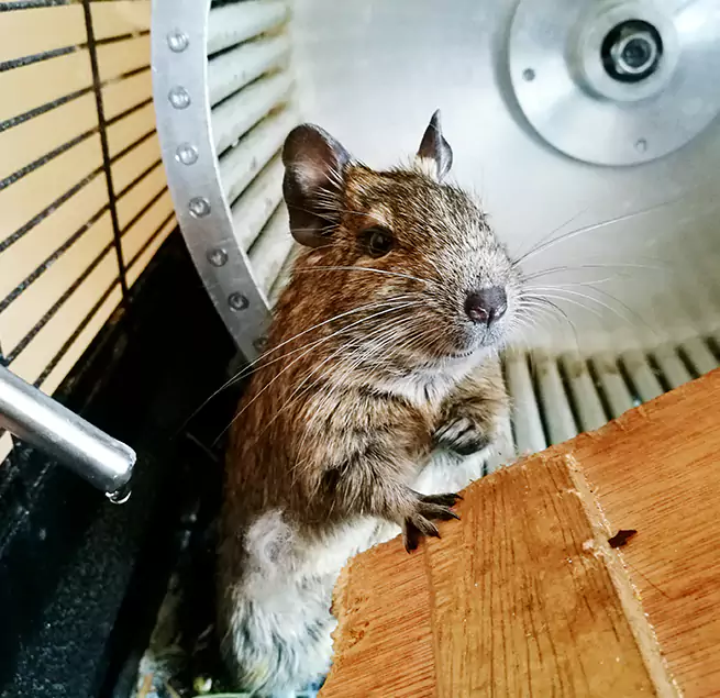 Why Homeowners & Businesses Trust Us Cupertino, CA